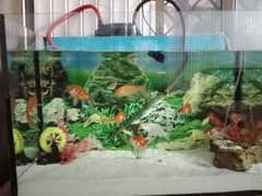 fishes and aquarium