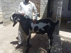 2 Bakry available for Eid e Qurban