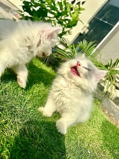 Pure White Persian Little Kitten