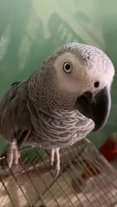 03307591382cal wathsap African gerry parrot arjunt for sale