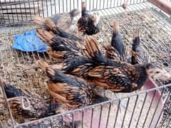 golden sebright or Sebrite fancy breed chicks 03228076142