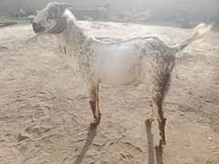 selling 1 Qurbank Bakra for Sale