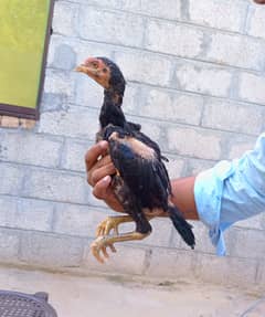 6 months mushka pair for sale