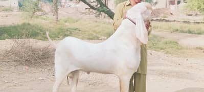 2 Dant Bakra For Sale Call number 03124700867