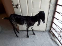 goat urgent for sale