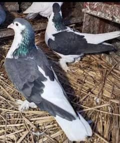 breeder pair of Lahori sherazi and chicks