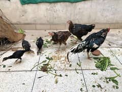 2 Breeder Aseel Hen with 4 Aseel chicks