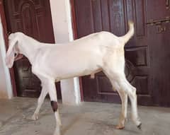 White Male Bakra 43kg weight   03497072473