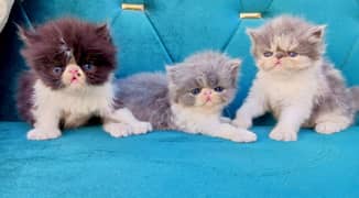 Peki piki kittens. From imported Bloodline