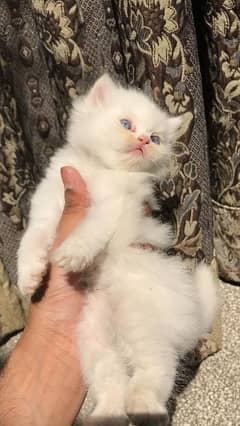 White Persian Blue Eyes Kitten baby