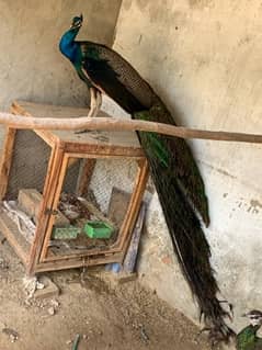 peacock pair breader