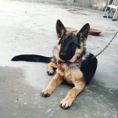 german shepered dog for sale