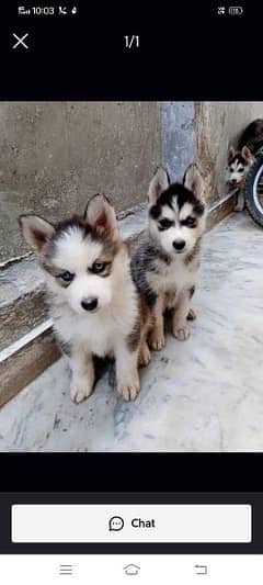 Siberian Husky puppies for sale Hai
