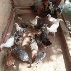 Golden Misri chicks for sale. . .