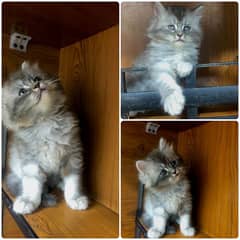 Persian/ Kitten / Cat / Trippe coat / Cute kittens / double coat /