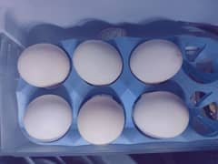 Desi eggs and seal available *