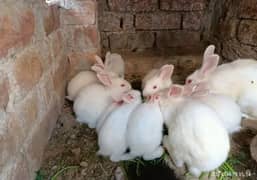 red eyes rabbit k bachy mail& fmail