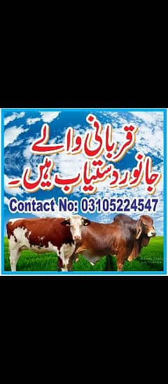 Qurbani walay best cows & Bulls bachray aur bachriya