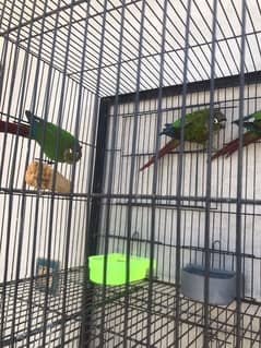 Pineapple Conures and Green Cheek Conures