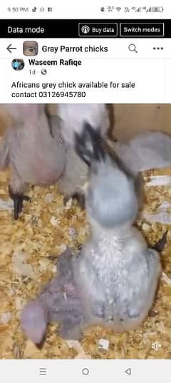 Grey chick available for sale whtsapp 03126945780