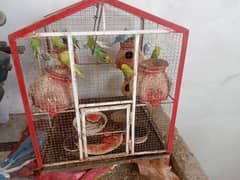 Australian birds with cage