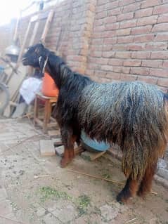 beautiful Naachi Goat for Sale