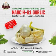 NARC H G1 Garlic