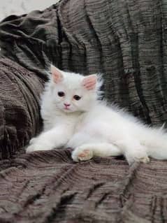Persian female kittens