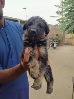 German Shepherd Puppies Available for Sale in Reasonable Price.