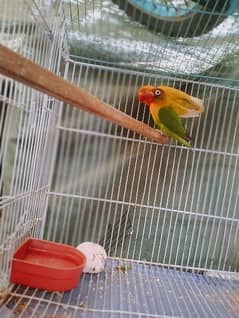 lovebird pair with cage full healthy