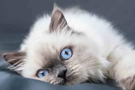 Ragdoll and percian kittens for sale
