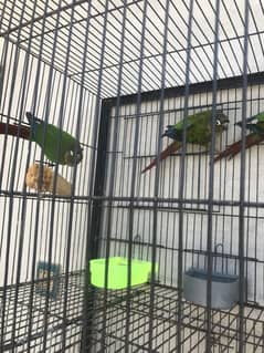 Pineapple Conures and GreenCheek Conures for Sale