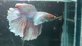 Premium Quality Betta Fish - Nationwide Delivery