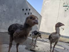 Afghani aseel chicks