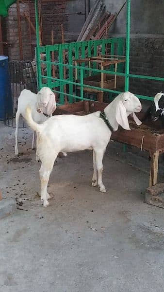 Tedda bakra for qurbani, rajanpuri bakra, teddi bakri, barbari goat, 2