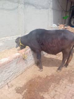 Qurbani k liay cow or katta sale ha