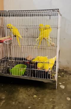 Yellow chicks
