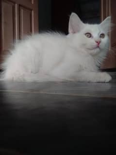 Persian cat for sale for contect 03428490286