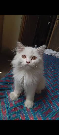 female persion kitten triple coated