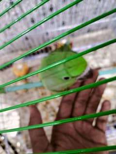 king size kashmiri raw parrot 60 days age fully hand tame