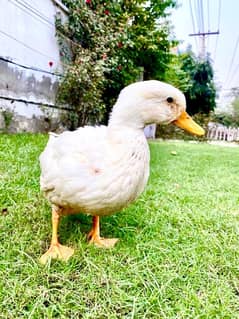 Male duck