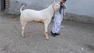 Rajanpuri Male For Sale Call Now 03460421993
