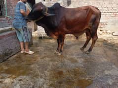 sahiwal bull
