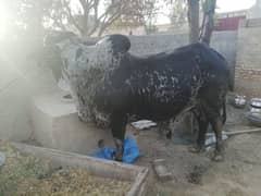 desi cholistani Bull for sale contact 0313 4934 742