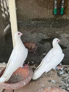 White Pigeons pair for sale