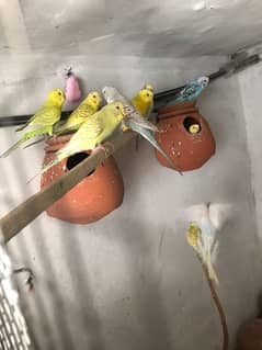 budgie available for sell in cheap price