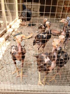 Aseel chick and eggs available for sale