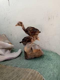 aseel chick for sale miawali and mushka chick fresh piece