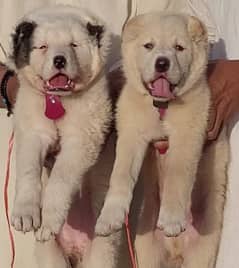 alabai Dog 2 month pair for sale security dog