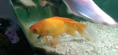 Aquarium Fish for Sale Heathy and Active Age 2 Years